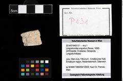 Foto (Objekt + Etikett) von Longodromites angustus (Reuss, 1858)  (NHMW-GEO-2014-0194-0131)